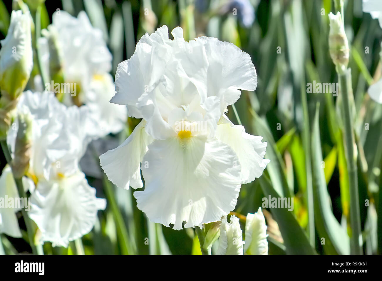 Iris 'DEspina', Iridacceae, Hybrid, Iris Lanceolata elatiorbegonie Erdbeere 'Despina", Bayern, Deutschland Stockfoto