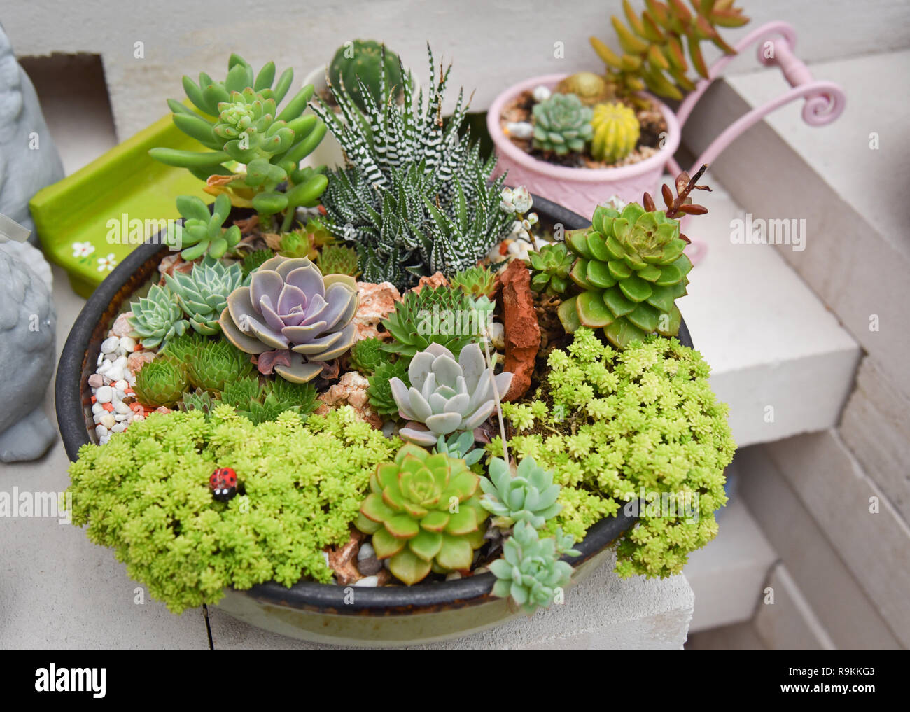 Miniatur sukkulente Pflanze schn / Mix aus Sammlung sukkulenten Pflanzen  im Topf sedum Echeveria sukkulenten Kaktus Agrar Landwirtschaft Gewchshaus  garde einstellen Stockfotografie - Alamy
