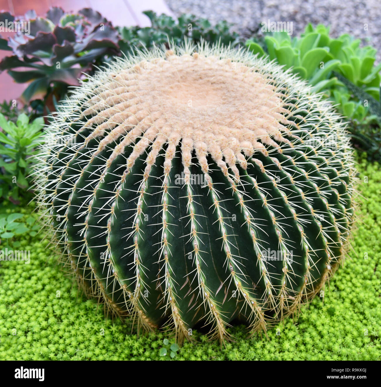 Golden Barrel Kaktus Gold Kugel, Mexiko in der Kaktus Garten  Stockfotografie - Alamy