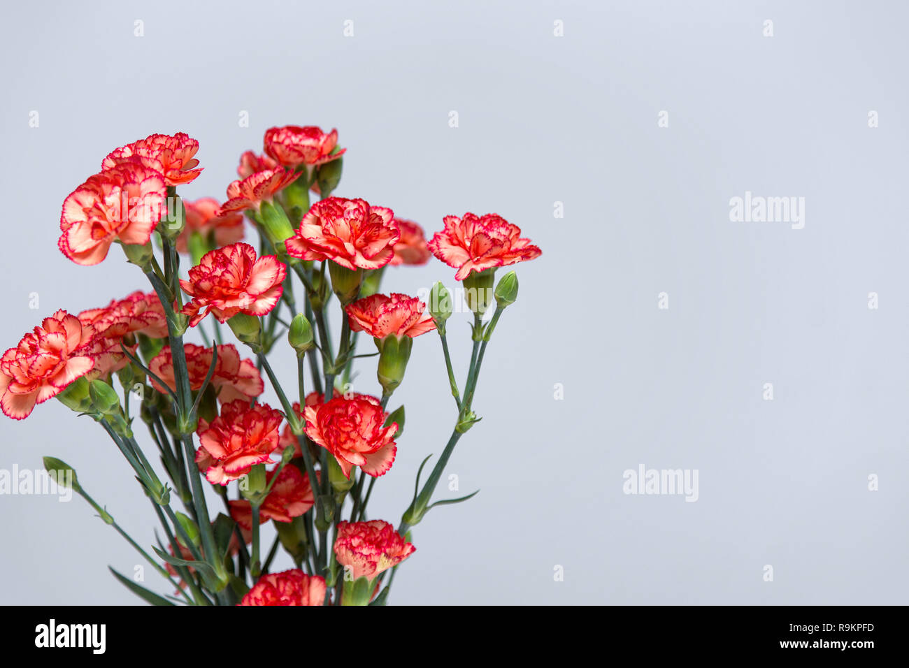 Ein Bündel von rot und rosa Nelken Blumen auf einem grauen Farbverlauf Hintergrund Kopie Raum. Stockfoto