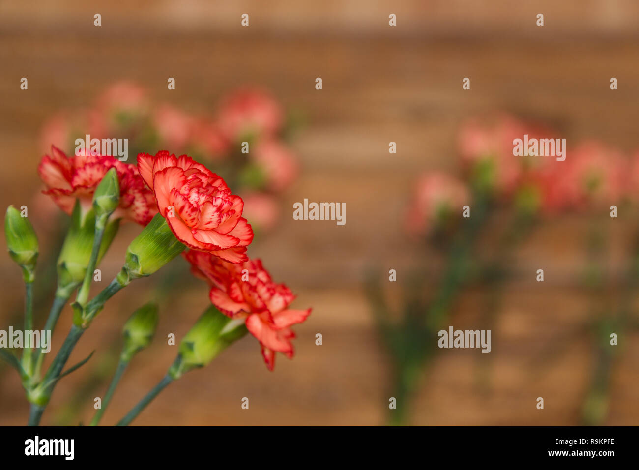 Ein Bündel von rot und rosa Nelken Blumen auf einem rustikalen Holztisch. Blur Hintergrund mit kopieren. Stockfoto