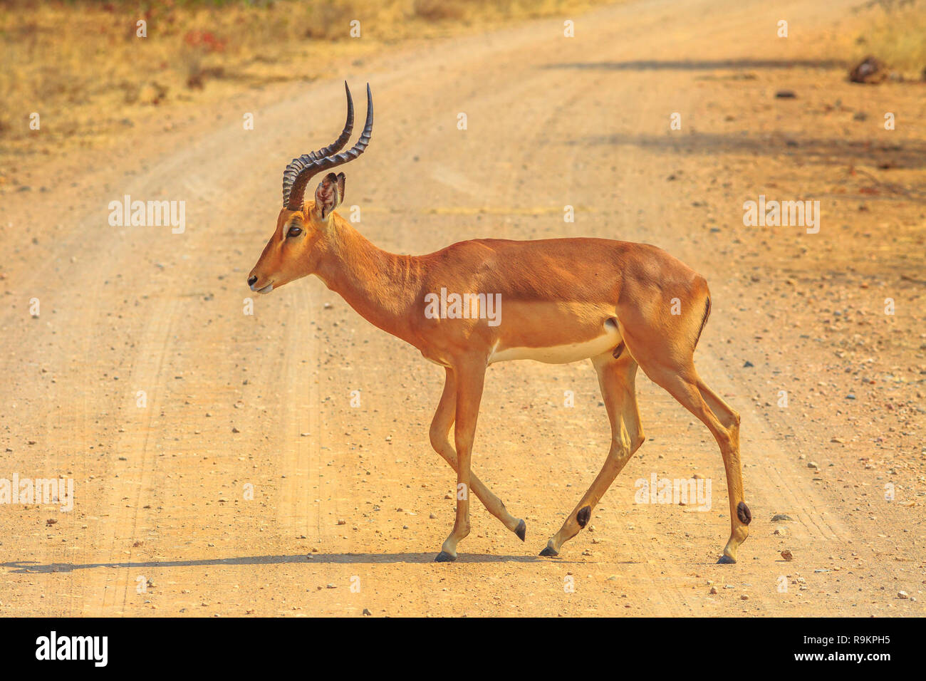 Männliche Impala Seitenansicht, Arten Aepyceros melampus Die gemeinsame afrikanische Antilope von Kruger Nationalpark in Südafrika. c Stockfoto