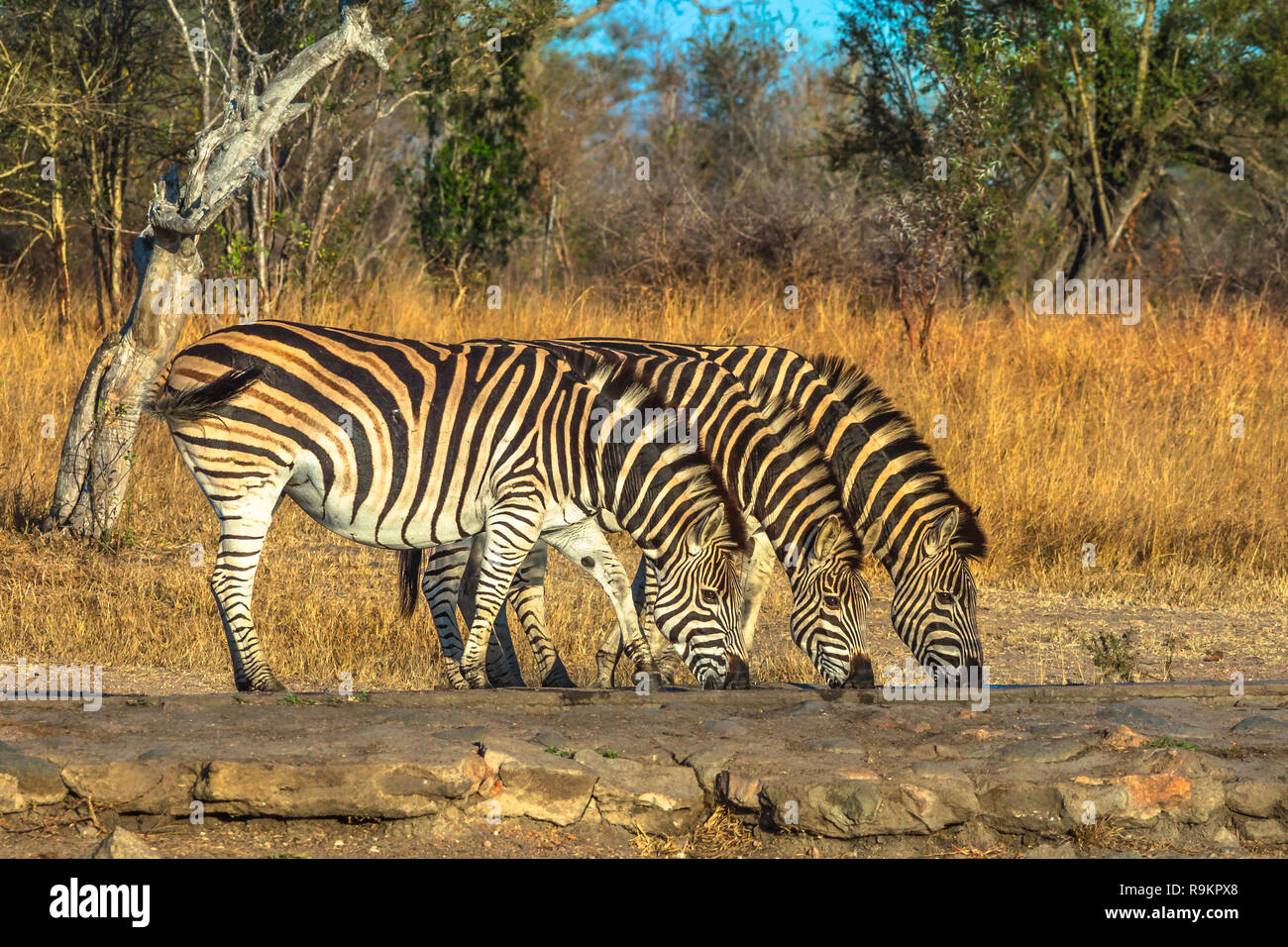 Drei erwachsene Zebras aufgereiht Trinken am Wasserloch im natürlichen Lebensraum. Spiel Safari im Krüger Nationalpark, Südafrika. Von der Seite. Stockfoto