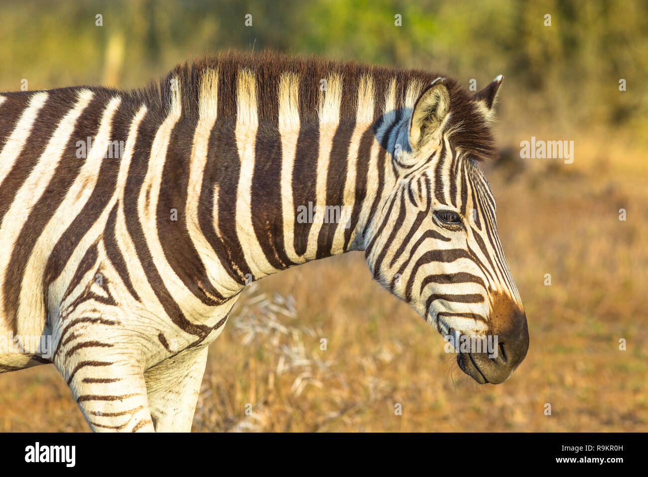 Portrait von Zebra, Burchell's Zebra am häufigsten in Afrika, in iSimangaliso Wetland Park, Südafrika. Unscharfer Hintergrund. Stockfoto