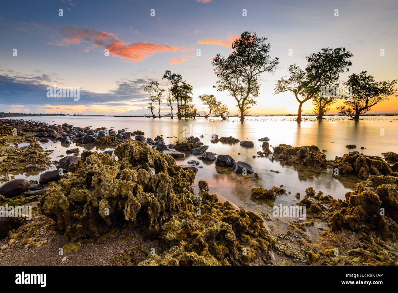 Baum Linie der Mangrove in einem wunderschönen Sonnenuntergang Strand Stockfoto