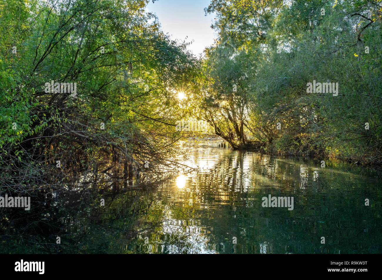 Vegetation Futter Rock Bluff Frühling auf der Suwanneee Fluss, Gilchrist County, Florida Stockfoto
