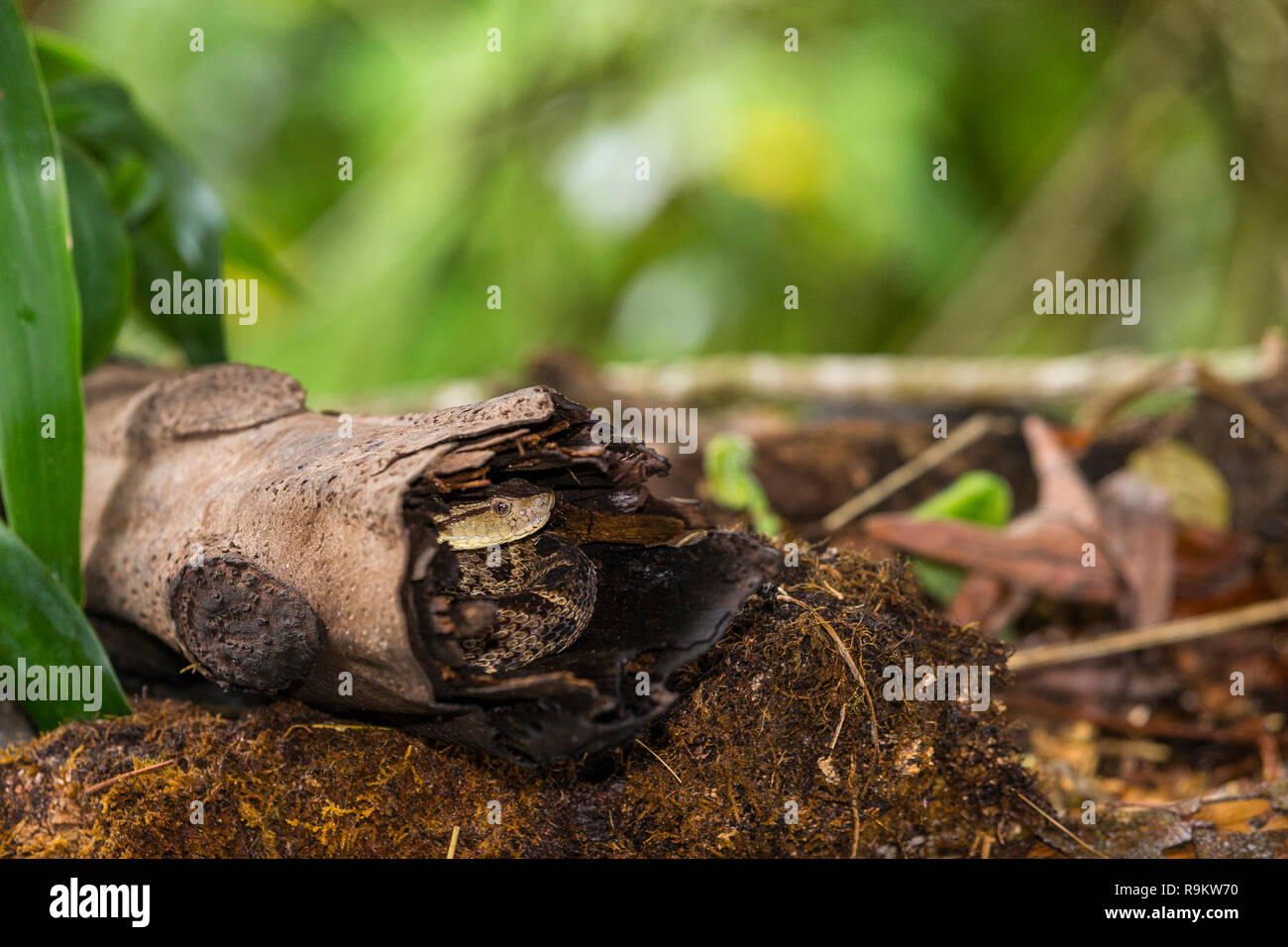 Feurige Fer-de-Lance Schlange in Costa Rica Stockfoto