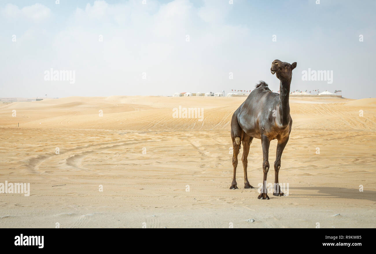 Black Camel Stockfotos Und Bilder Kaufen Alamy