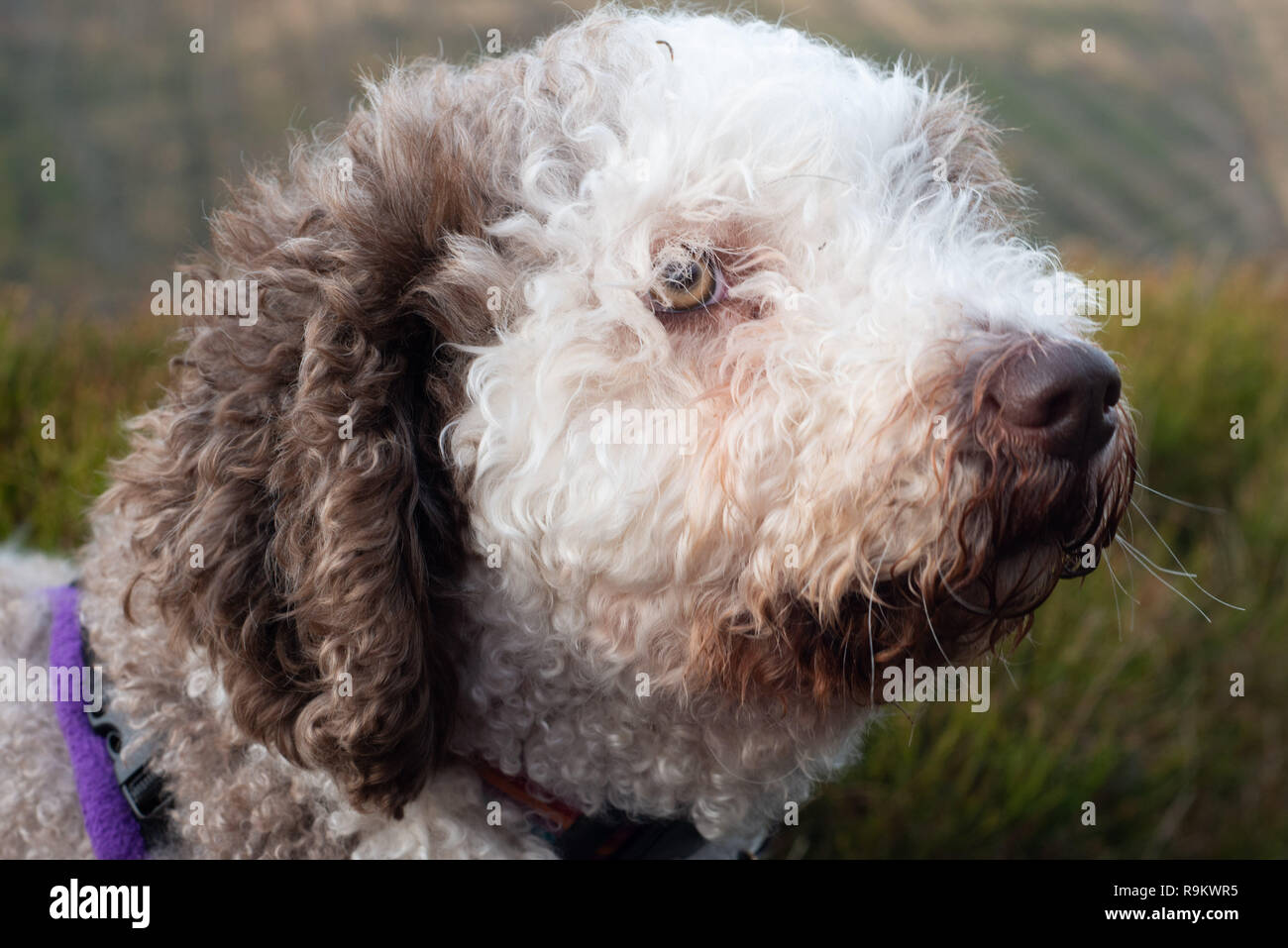 Spanischer Wasserhund Stockfoto