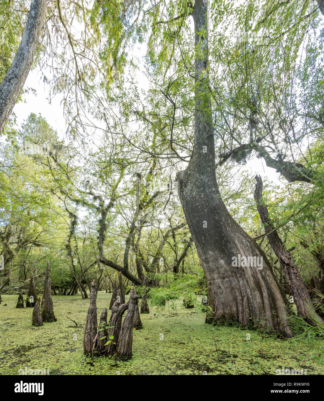 Süßwasser Florida Sumpf mit Cypress Tree Knie und Wasser Flitter Stockfoto