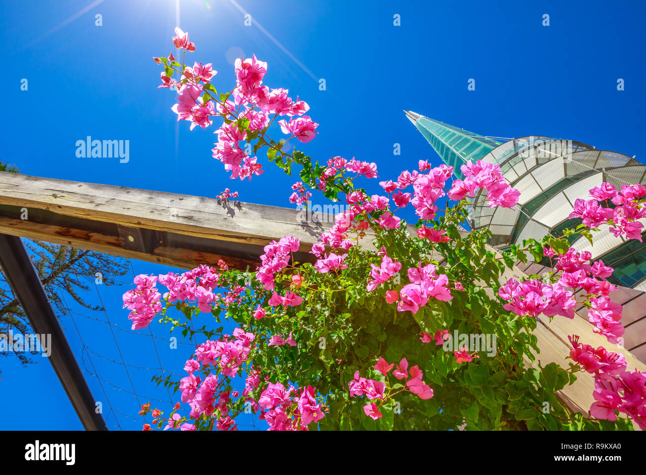 Perspektivische Ansicht der blühenden Bougainvillea und Sonnenstrahlen mit Glockenturm auch Swan Glockenturm auf Hintergrund aufgerufen. Kasernenhof in Perth, Western Australia. Blue Sky in den Sommer. Stockfoto