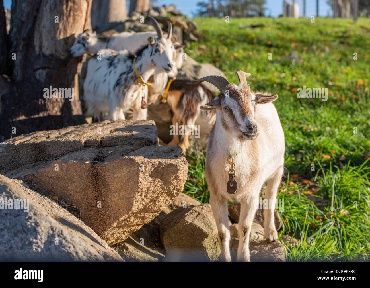 Alpine Ziege Haustiere in der felsigen Pen Stockfoto