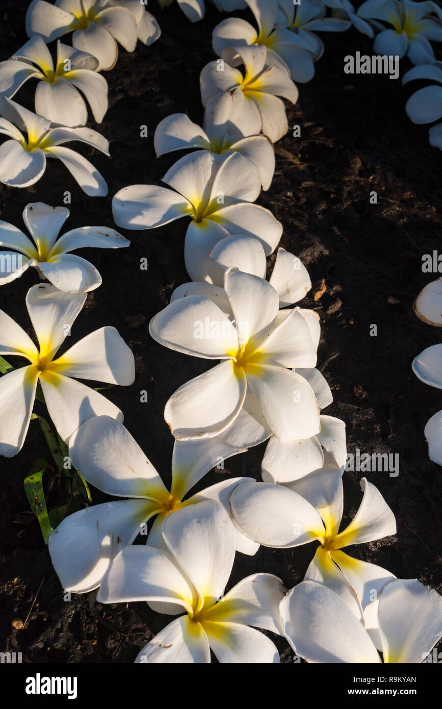 Plumeria auf Steinboden. Englisch Name: Plumeria Frangipani, Temple Tree. Wissenschaftlicher Name: Plumeria spp. Die Bedeutung dieser Blume ist die Traurigkeit zu verlassen und dann glücklich. Stockfoto