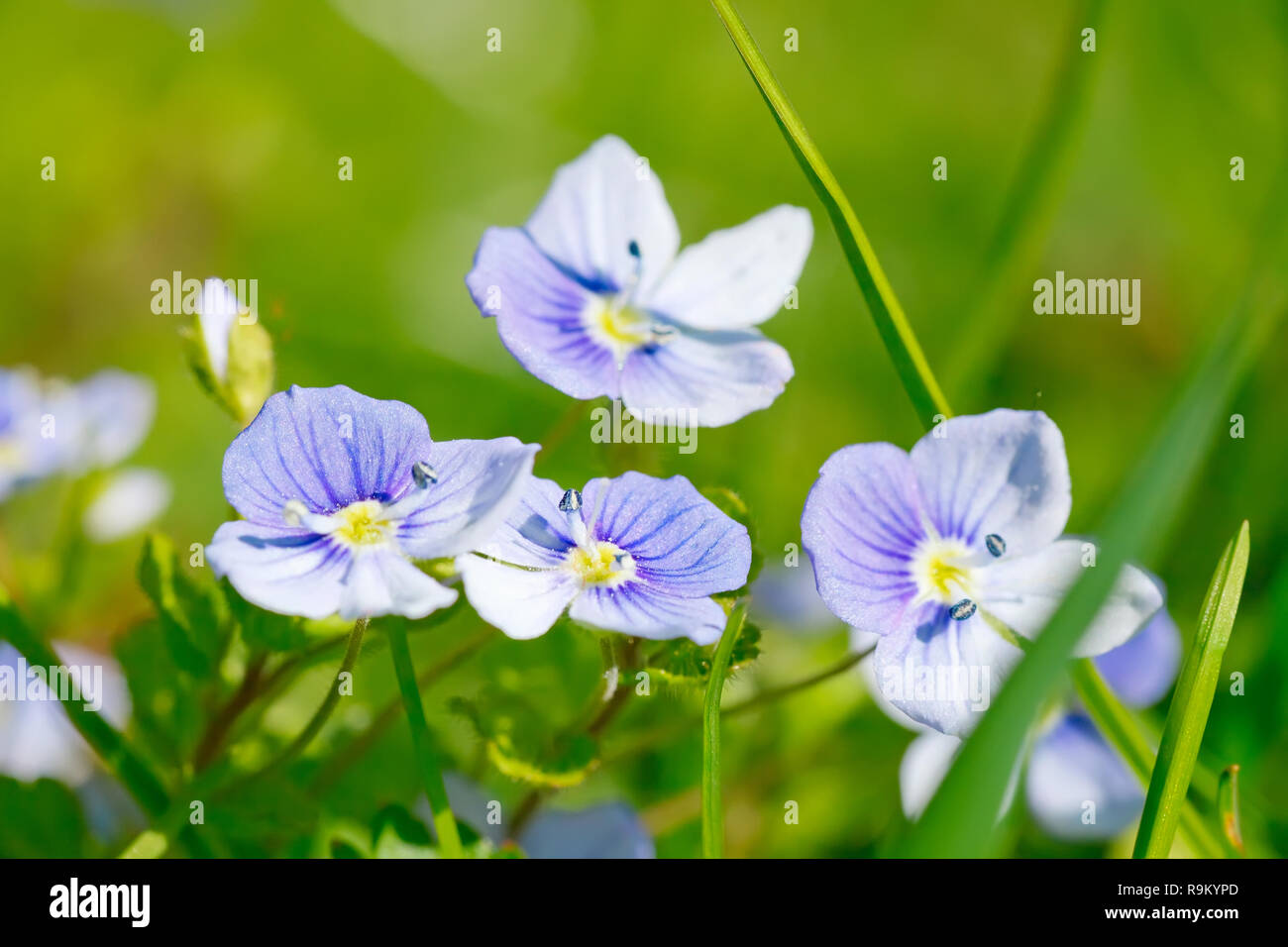 Nahaufnahme der blauen Blume Stockfoto