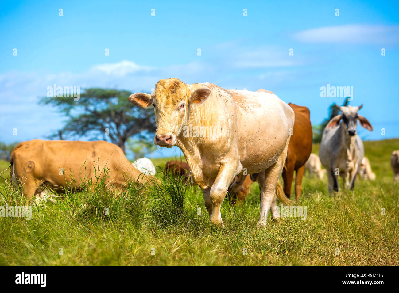 Schöne Rinder stehen im Bereich der Gras Bauernhof Stockfoto