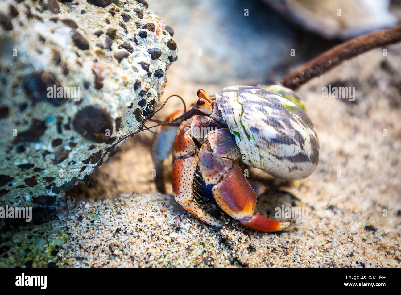 Einsiedlerkrebs in Seashell kriechen auf dem Ufer niemand Stockfoto