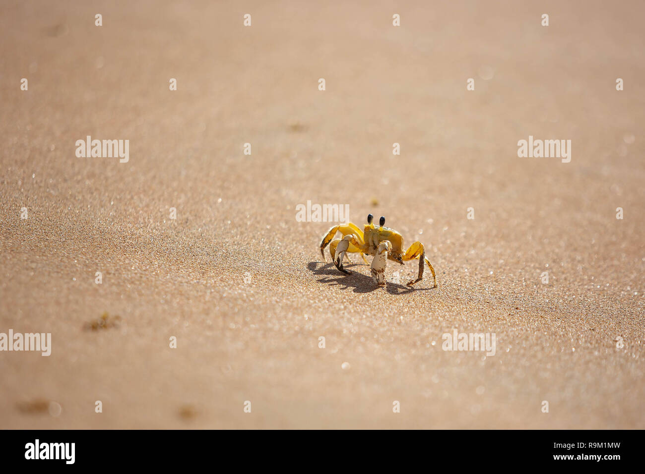 Lustige süße Krabbe kriechen am Strand sand allein am Tag Stockfoto