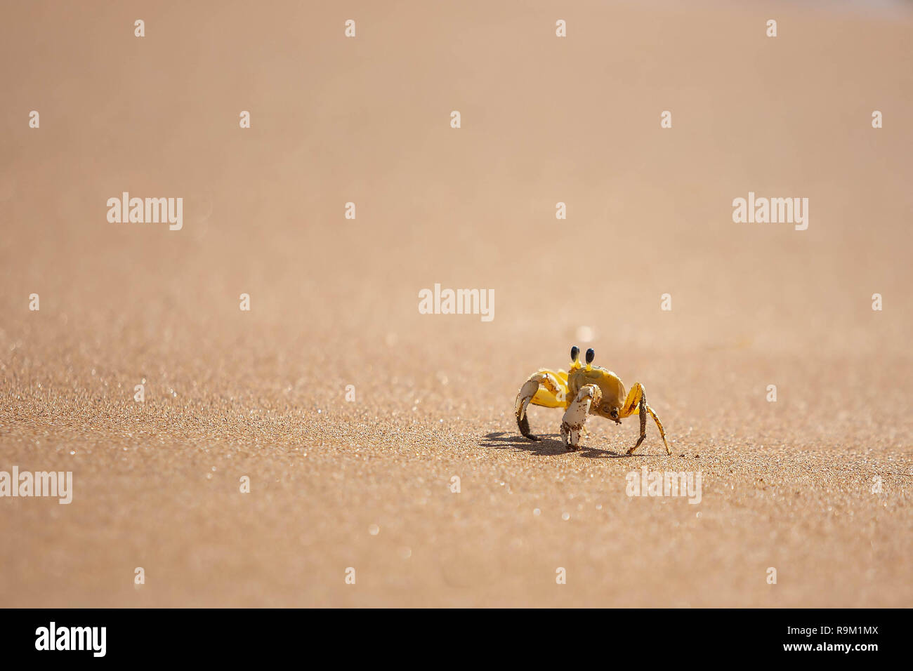 Lustige süße Krabbe kriechen am Strand sand allein am Tag Stockfoto