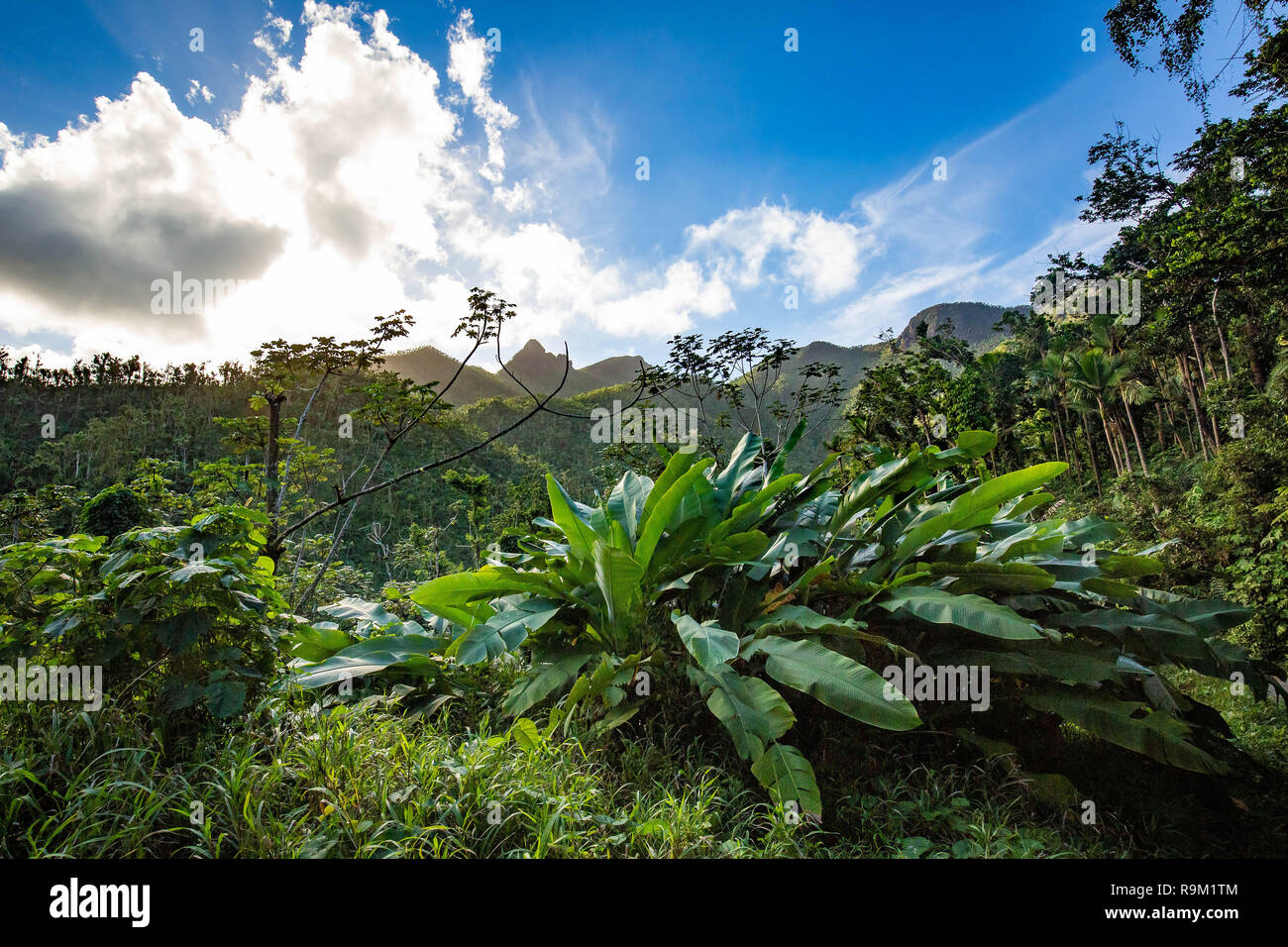 El Yunque National Forest Puerto Rico malerischen Blick Ziel Stockfoto
