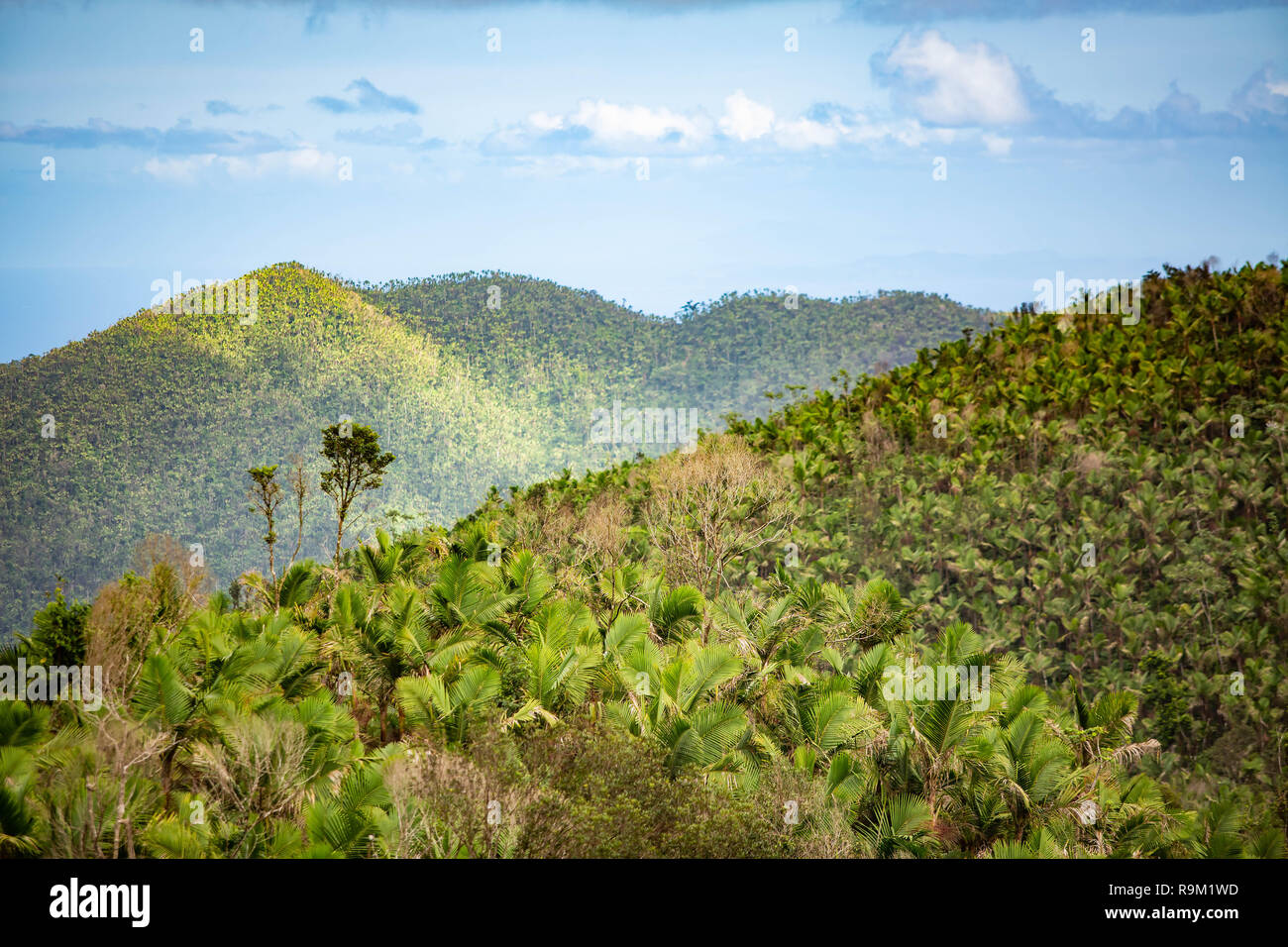 El Yunque National Forest Puerto Rico malerischen Blick Ziel Stockfoto