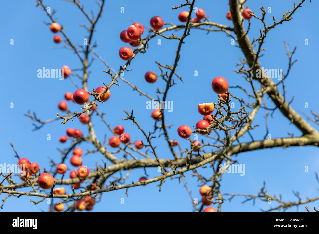 Red Crab Äpfel auf einem Baum im Dezember, einige zum Teil von Vögeln gefressen; Nellemanns haben, Fjerritslev, Dänemark Stockfoto