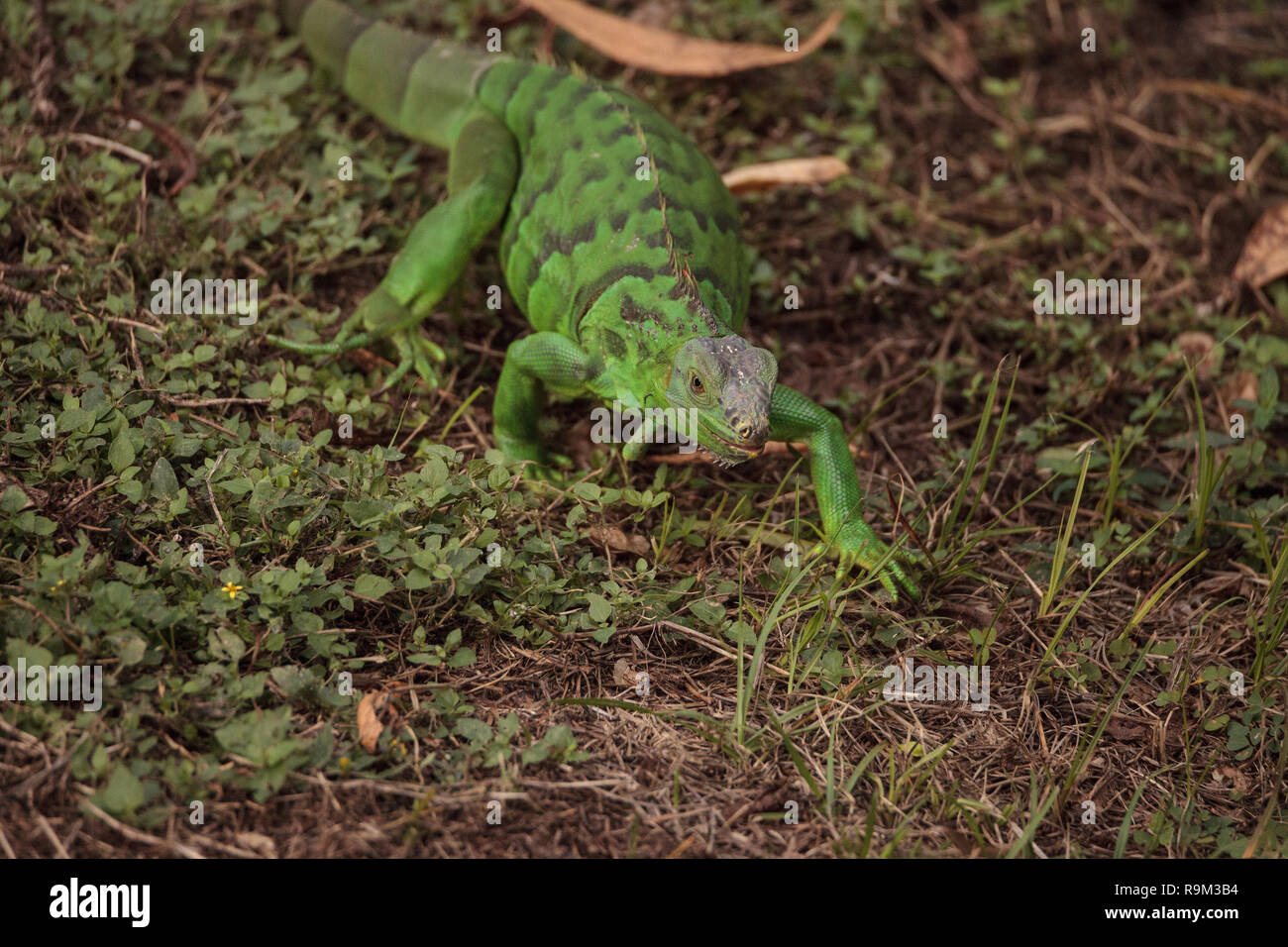 Juvenile Grüner Leguan wissenschaftlich bekannt als Iguana iguana ist eine invasive Arten in Florida. Stockfoto