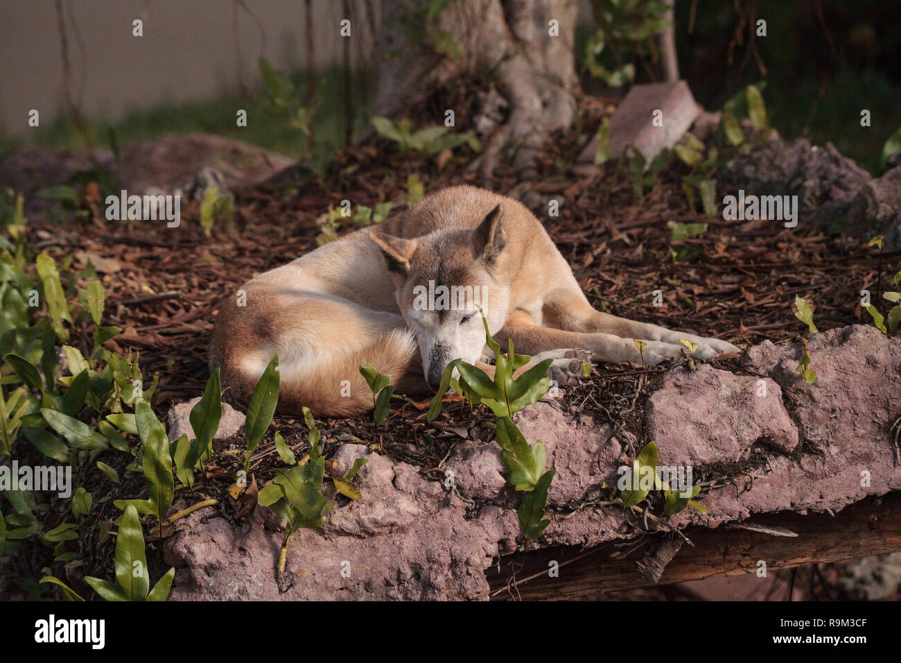 Alte ältere New Guinea Singing Dog Canis lupus Dingo entspannt unter einem Baum. Stockfoto