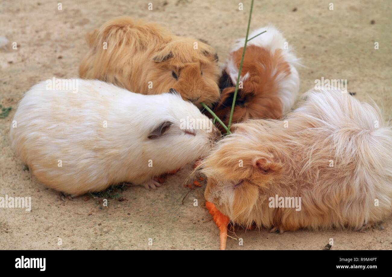 Cute behaarten Meerschweinchen Stockfoto