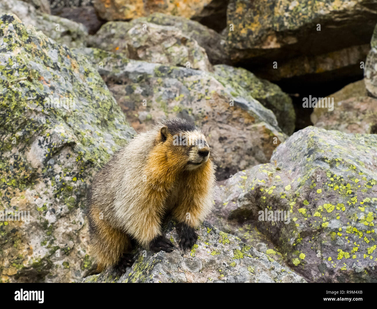 Kanadische groundhog auf Stein Felsbrocken. Wildlife Kanada. Stockfoto