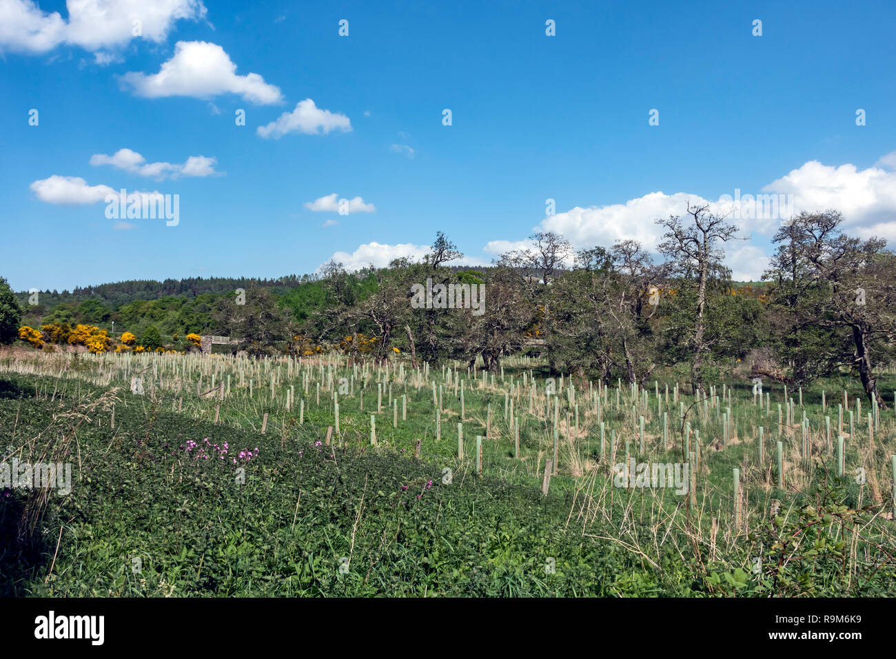 Baum neuanpflanzungsverbots am offenen Raum in der Nähe der alten Strathspey Railway Blacksboat Station aus River Spey wo B 9138 den Fluss in Morayshire Schottland Großbritannien Kreuze Stockfoto