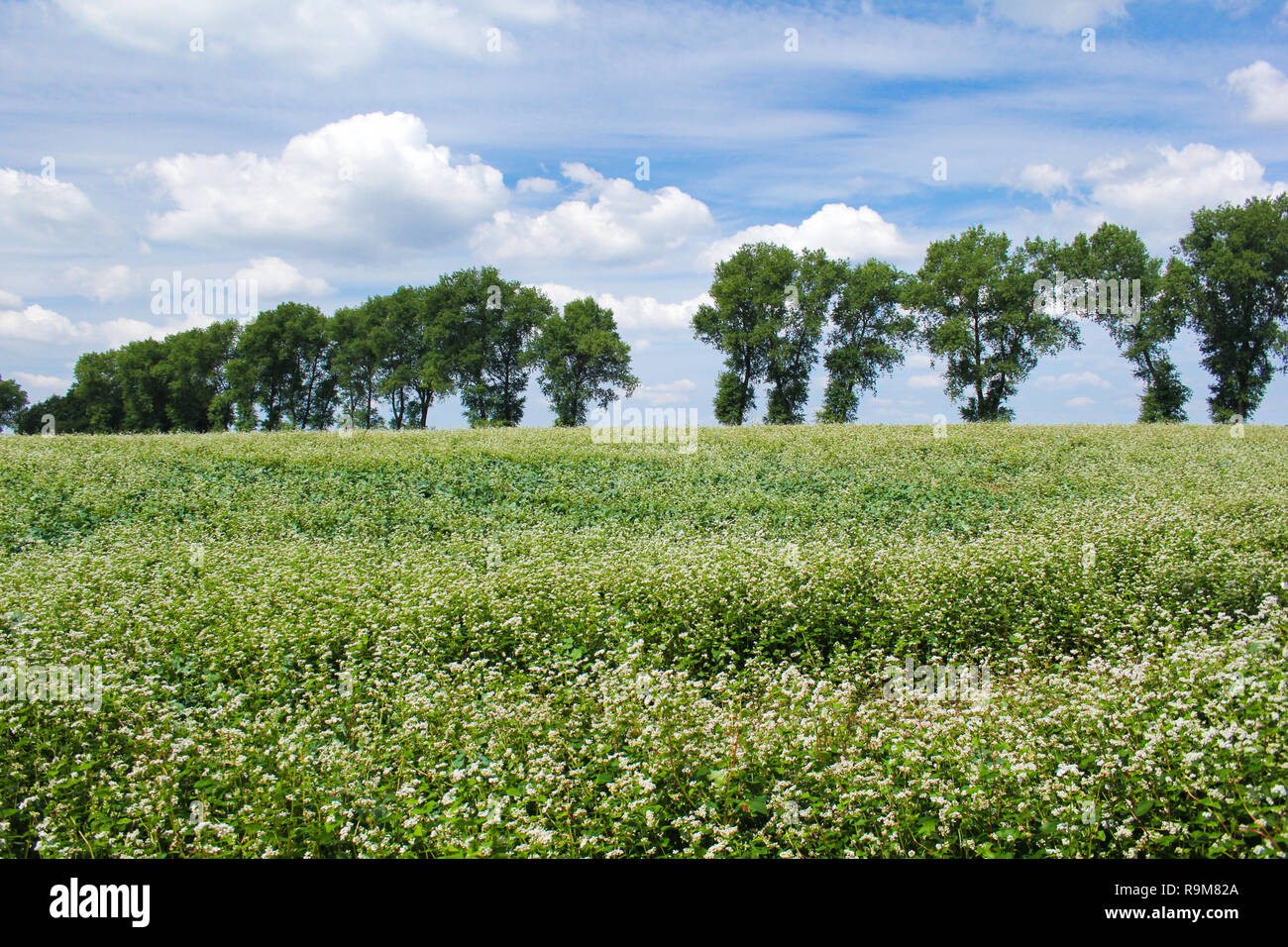 Bereich der gemeinsamen Buchweizen. Landschaft mit Kulturpflanzen Pflanzen, Honig Blume Fagopyrum esculentum. Stockfoto
