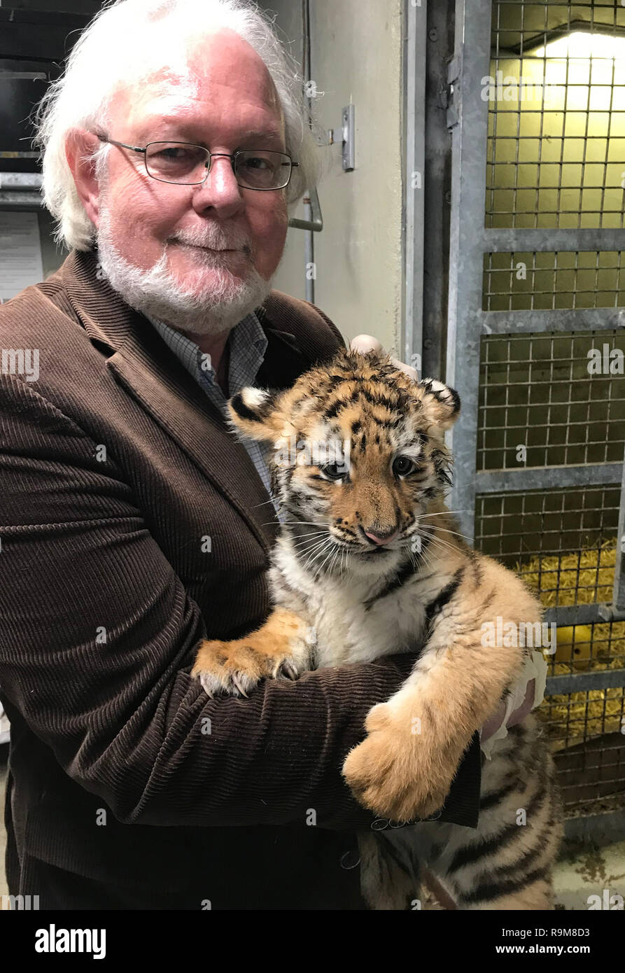 Dublin Zoo Direktor Leo Oosterweghel hält zwei Monate alten Amur Tiger Cub, einer der Zoo Ankünfte in diesem Jahr. Stockfoto