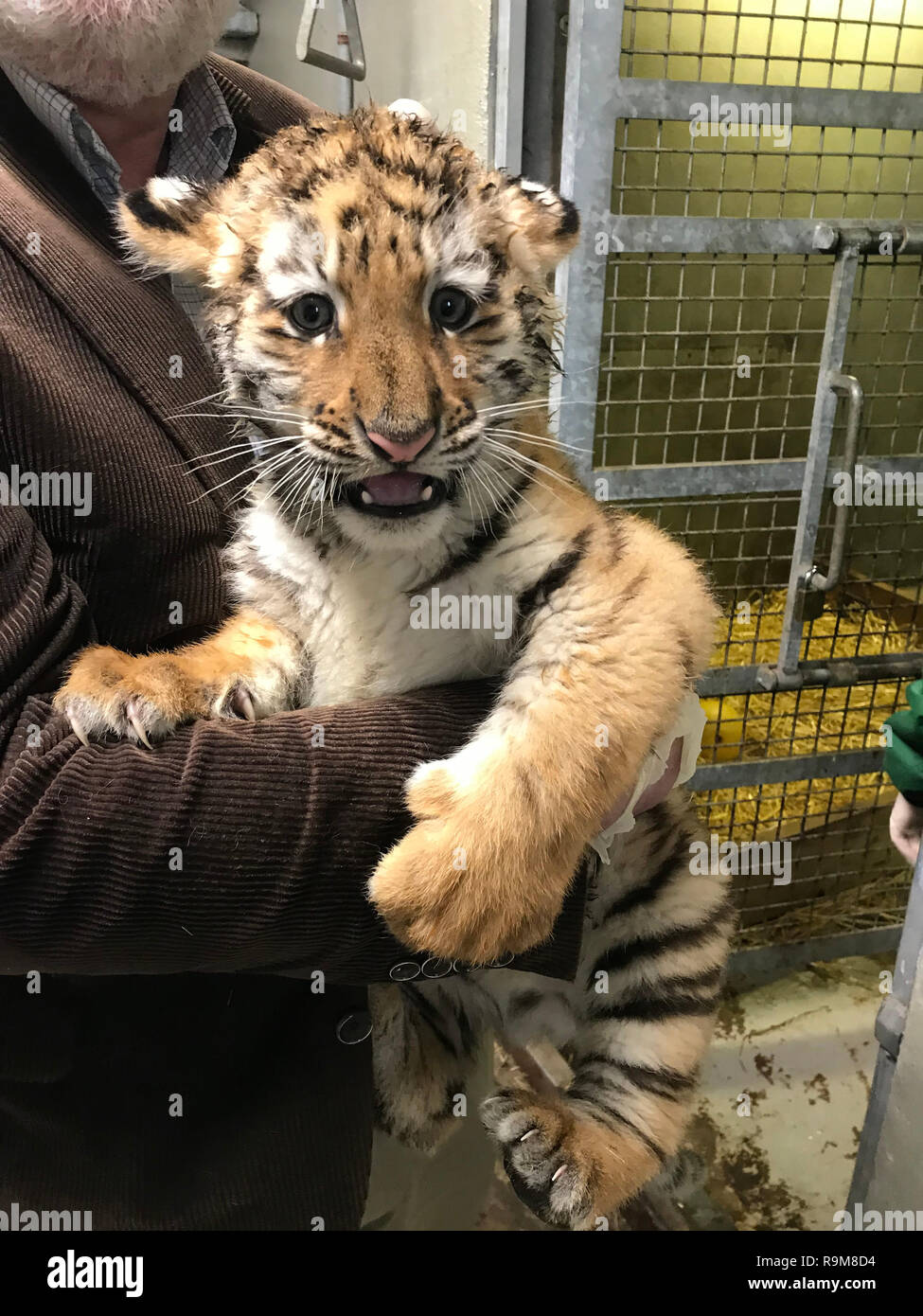 Dublin Zoo Direktor Leo Oosterweghel hält zwei Monate alten Amur Tiger Cub, einer der Zoo Ankünfte in diesem Jahr. Stockfoto