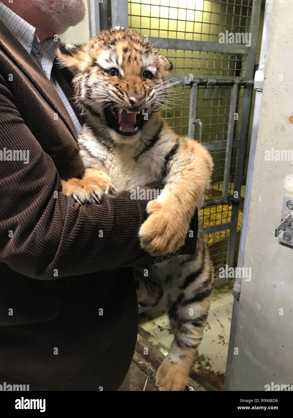 Dublin Zoo Direktor Leo Oosterweghel hält zwei Monate alten Amur Tiger Cub, einer der Zoo Ankünfte in diesem Jahr. Stockfoto