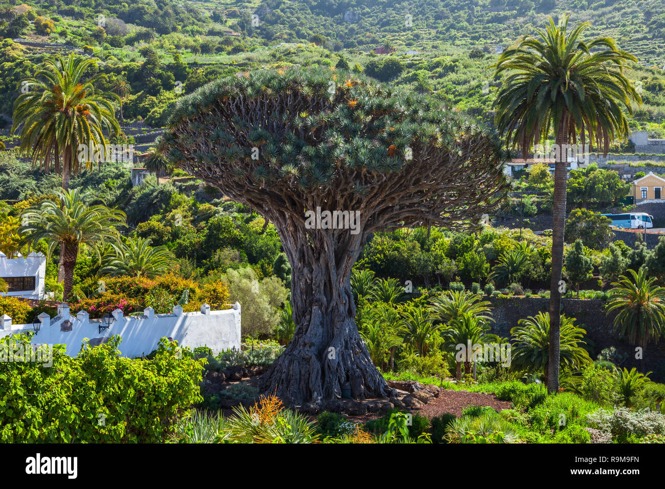 Blick auf den Botanischen Garten und den berühmten tausendjährige Baum Drago in Icod de los Vinos, Teneriffa, Kanarische Inseln Stockfoto
