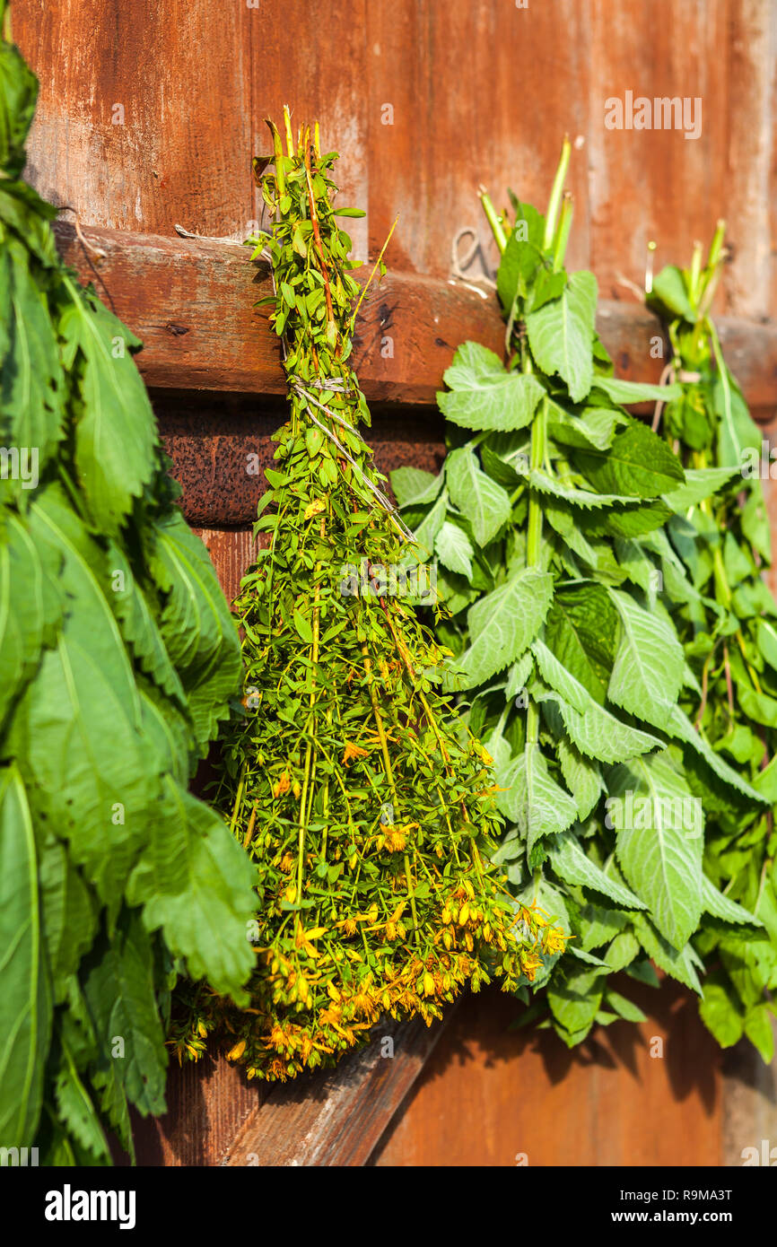 Bild der medizinischen Kräuter Trocknen im Schatten Stockfoto