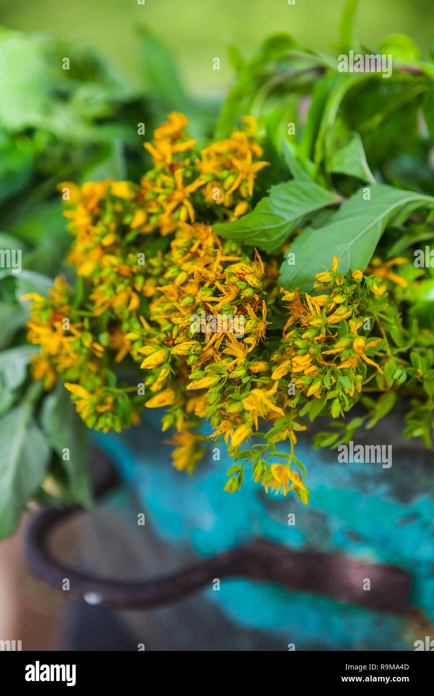 Medizinische Kräuter St. Johns Wert (Tutsan Calycinum) gerade von der Wiese in Antik Kupfer Schiff Stockfoto