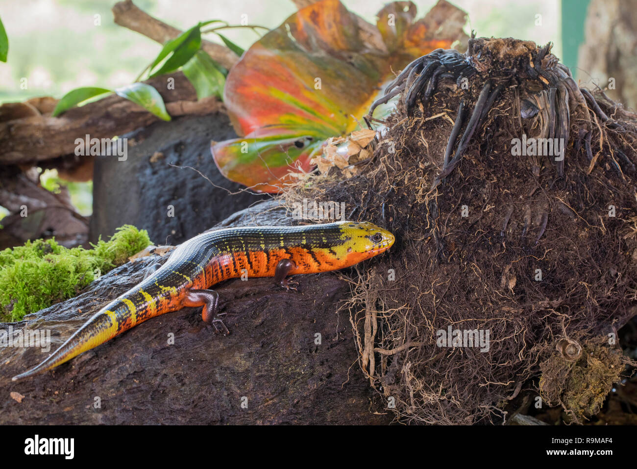 Red Galliwasp Reptil in Costa Rica Stockfoto