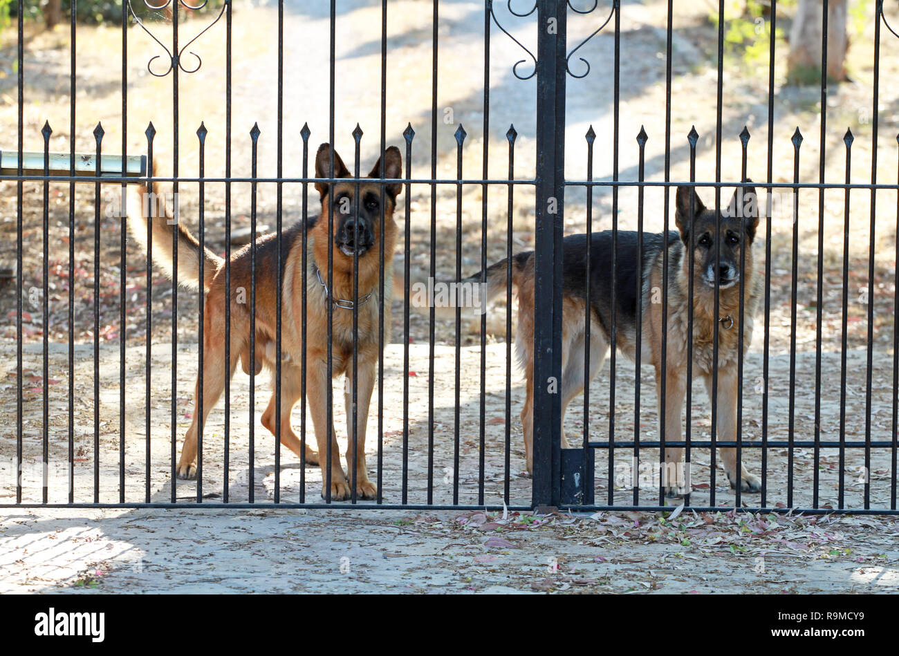 Wachhunde hinter einer Barriere gate Stockfoto