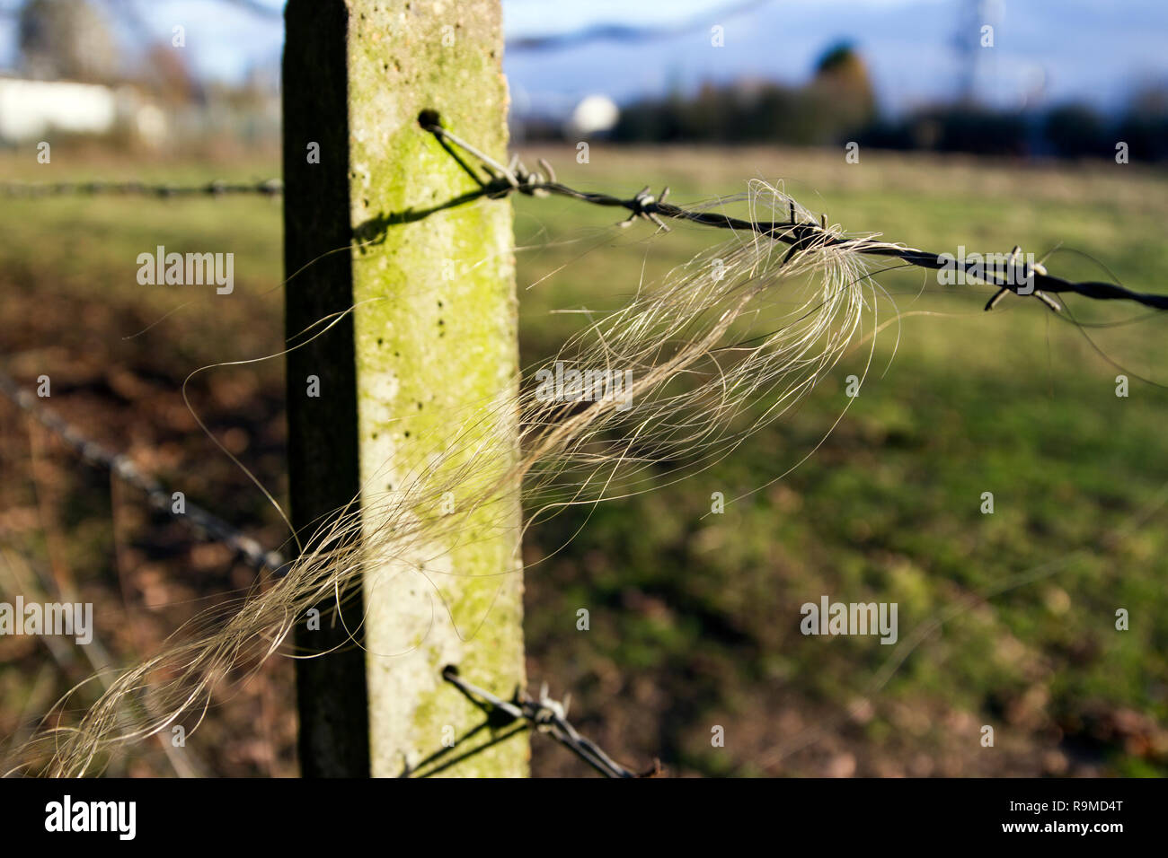 Stacheldraht mit gezogenen Horse Hair Stockfoto