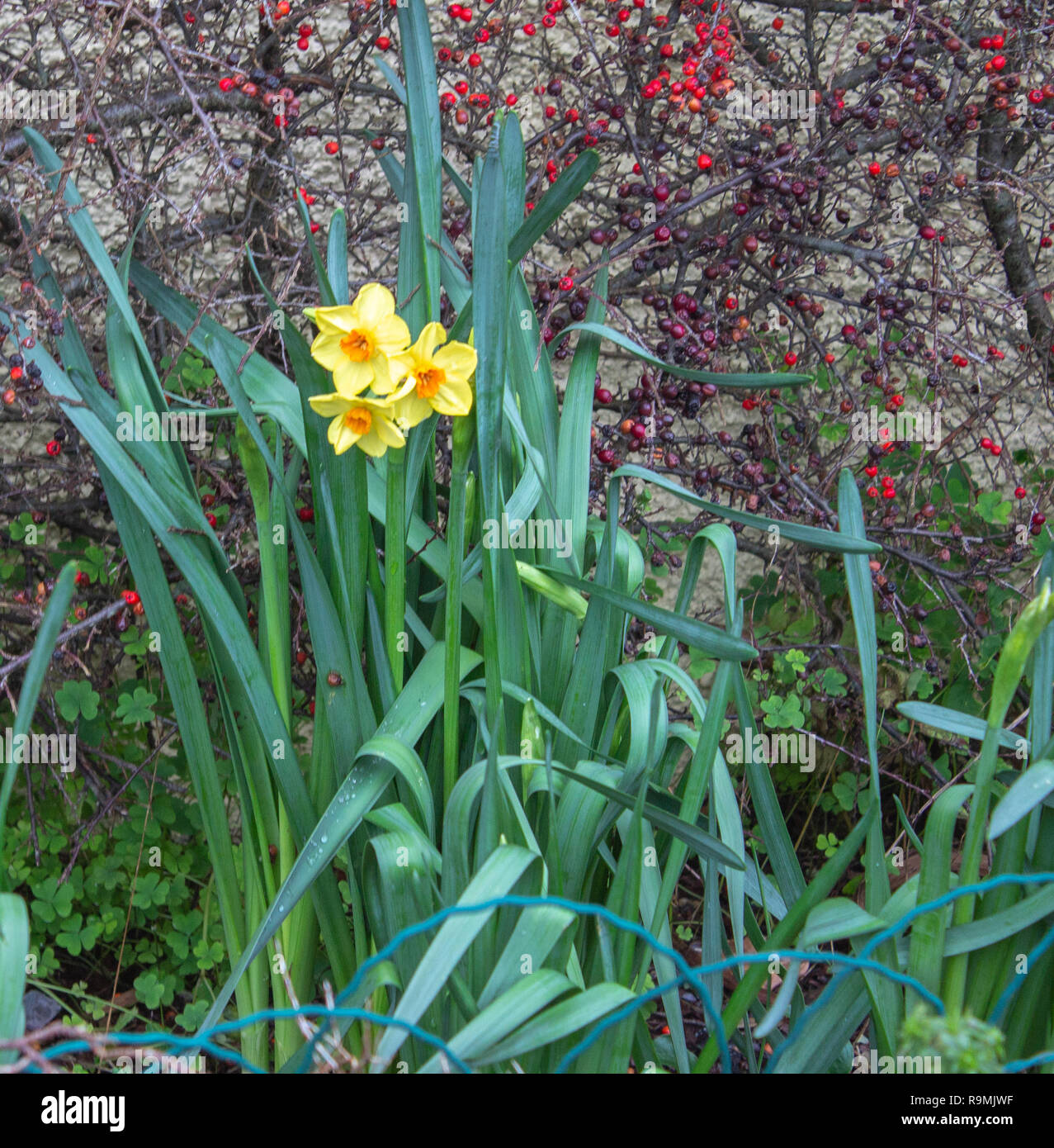 Castlehaven, West Cork, Irland, 26. Dezember 2018. Die Narzissen sind bereits in Blume in die vorgärten von Castlehaven Dorf, so der Frühling angebrochen haben muss! Credit: aphperspective/Alamy leben Nachrichten Stockfoto