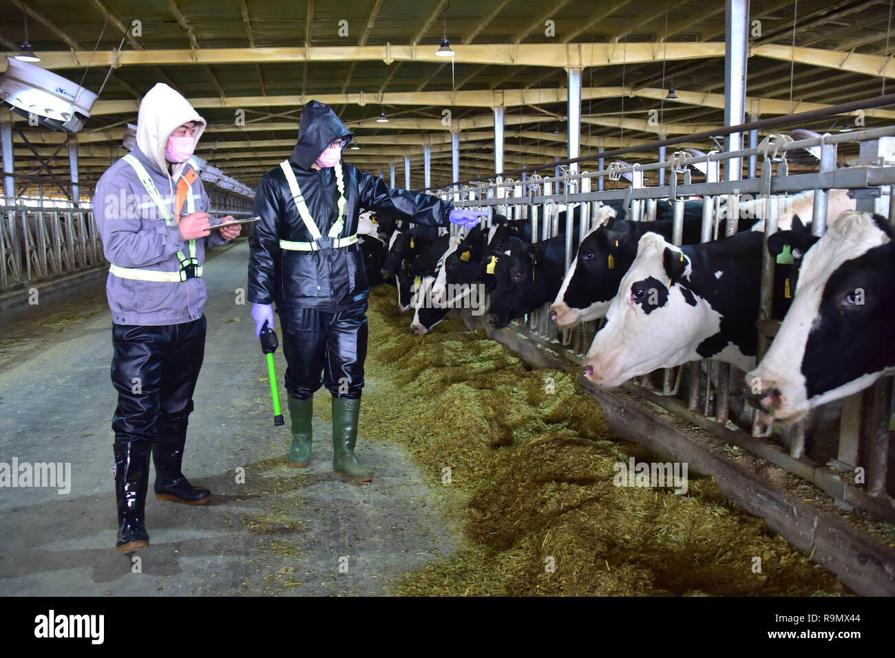 Shijiazhuang, Shijiazhuang, China. 27 Dez, 2018. Shijiazhuang, China - Menschen arbeiten an der Zhongyuan Tierhaltung Unternehmen in Shijiazhuang,ChinaÃ¢â'¬â"¢s Provinz Hebei. Die lokale Regierung die Tierhaltung Tierhaltung im Unternehmen zur Entwicklung umweltfreundlicher Weg. Credit: SIPA Asien/ZUMA Draht/Alamy leben Nachrichten Stockfoto