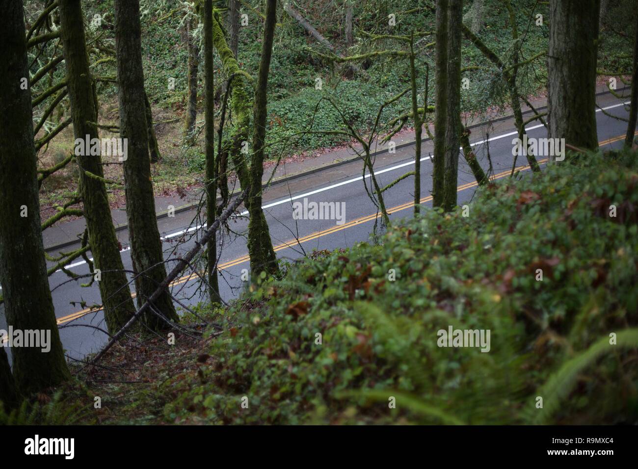 Eine Straße, die durch die Bäume in einem Wald in Eugene, Oregon, USA gesehen. Stockfoto