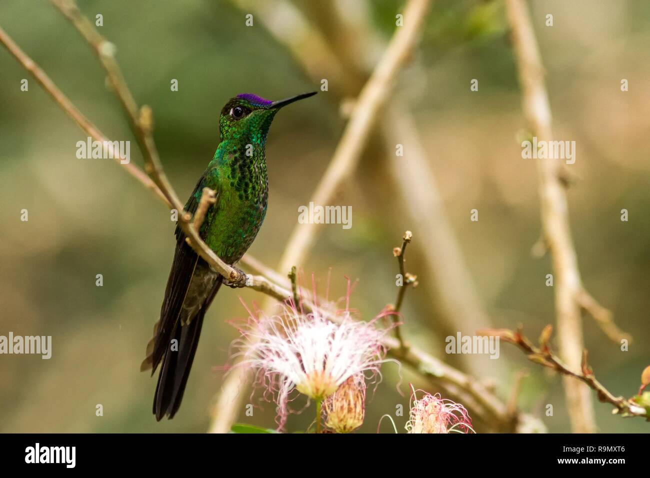 Violett-fronted Brillant, Heliodoxa leadbeateri sitzen auf Zweig, Vogel aus tropischen Wald, Manu Nationalpark, Peru, Hummingbird hocken auf Blume Stockfoto