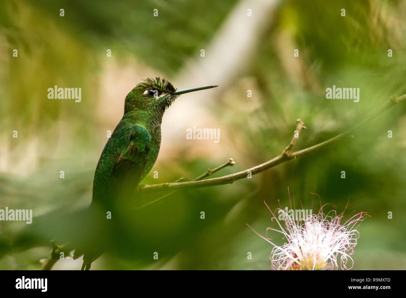 Violett-fronted Brillant, Heliodoxa leadbeateri sitzen auf Zweig, Vogel aus tropischen Wald, Manu Nationalpark, Peru, Hummingbird hocken auf Blume Stockfoto