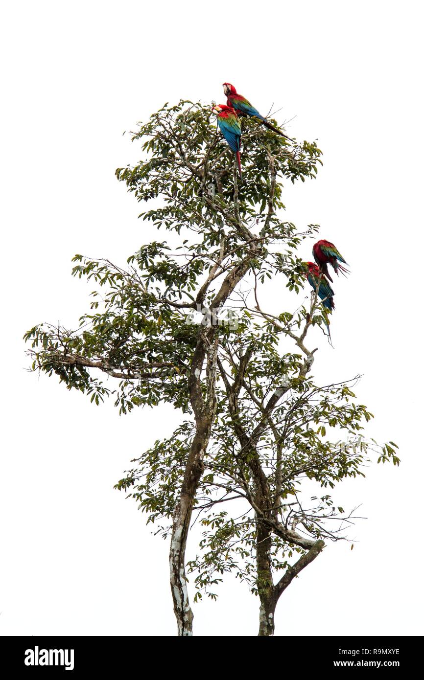 Rot-grünen Aras (Ara chloropterus) Pflege seine Federn auf Baum im Manu Nationalpark, Peru, schöne Vögel im Regenwald des Amazonas, schöne Pa Stockfoto