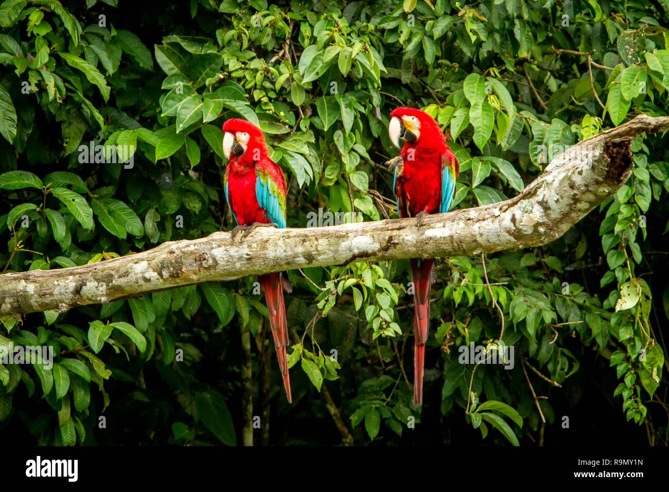 Red Parrot in hocken auf Zweig, grüne Vegetation im Hintergrund. Roten und Grünen Ara im tropischen Wald, Peru, Wildlife Szene aus der tropischen Natur. B Stockfoto