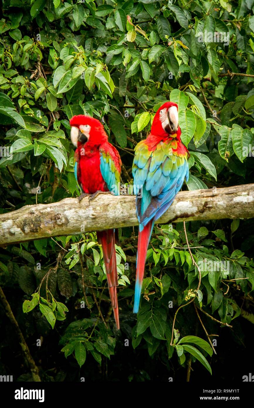 Red Parrot in hocken auf Zweig, grüne Vegetation im Hintergrund. Roten und Grünen Ara im tropischen Wald, Peru, Wildlife Szene aus der tropischen Natur. B Stockfoto