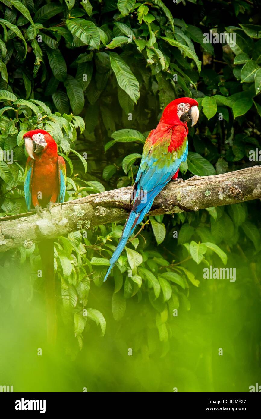 Red Parrot in hocken auf Zweig, grüne Vegetation im Hintergrund. Roten und Grünen Ara im tropischen Wald, Peru, Wildlife Szene aus der tropischen Natur. B Stockfoto