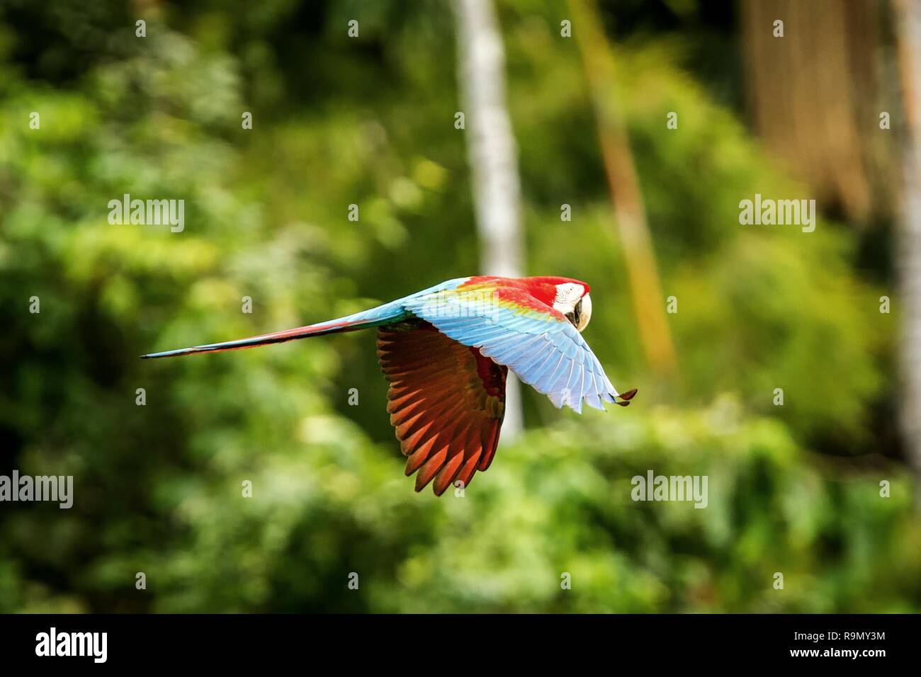 Red Parrot im Flug. Ara fliegen, grüne Vegetation im Hintergrund. Roten und Grünen Ara im tropischen Wald, Peru, Wildlife Szene aus der tropischen Natur. Stockfoto